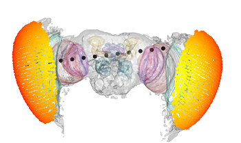 Recordings were taken from sites (black dots) across the fruit fly's brain regions.