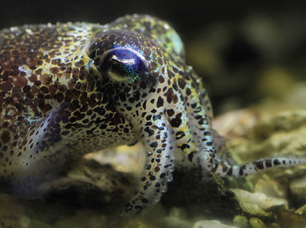 Cuttlefish, squid and octopus are colourblind, yet still can camouflage themselves in colourful surroundings.
