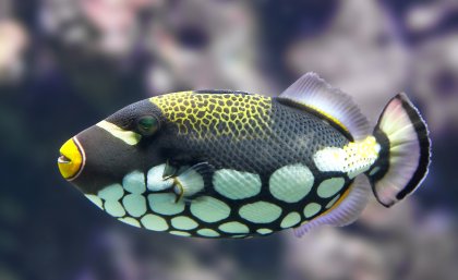  UQ researchers have established that reef fish see colours that humans cannot.