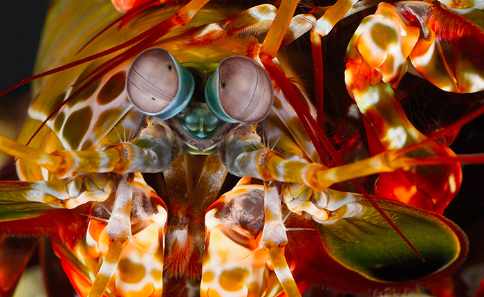 New underwater geolocation technology inspired by marine animals  like mantis shrimp