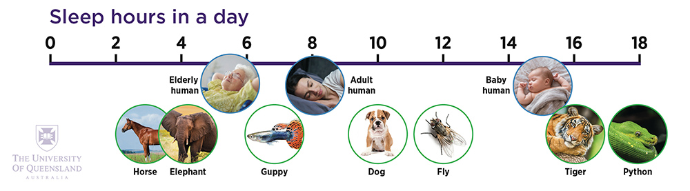 Animal sleep diagram