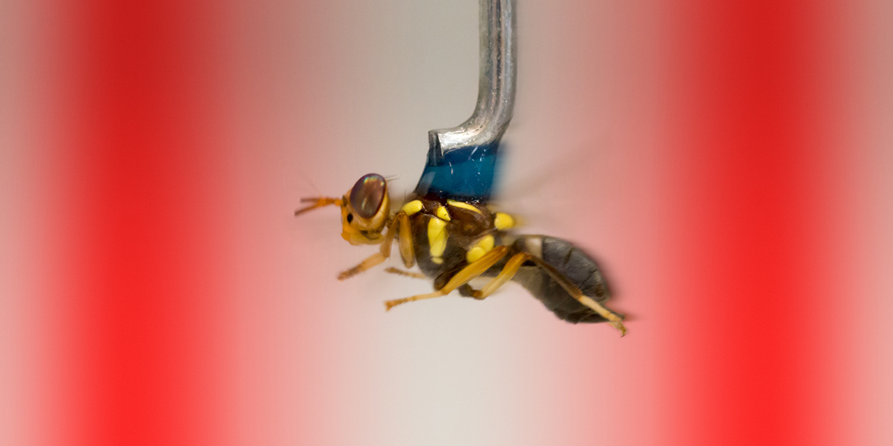 Superfly QBI neuroscience image