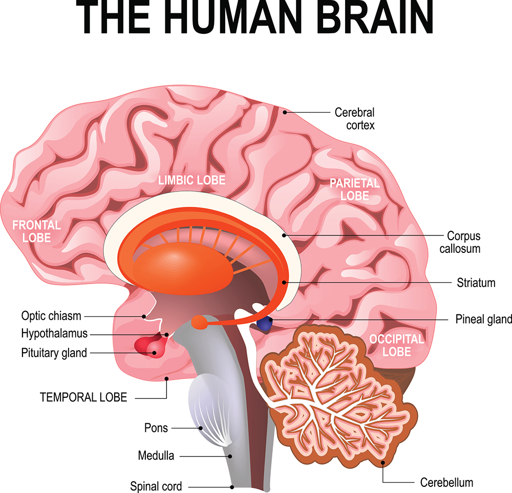 A basic anatomy diagram of the human brain.