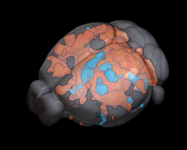 fMRI showing mouse brain activity under stimulation