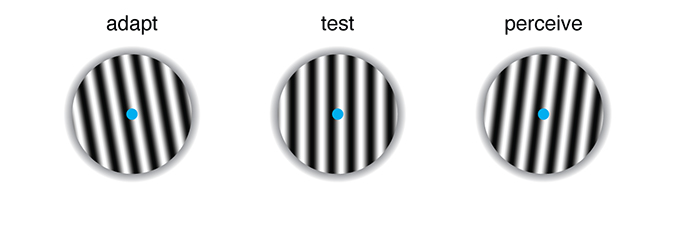Maintain fixation for 30 s on the blue dot in the leftmost pattern (adapt), then view the middle pattern (test) and observe its orientation. Although the test pattern is vertically oriented, the orientation of the test pattern should now appear more similar to that of the rightmost pattern.