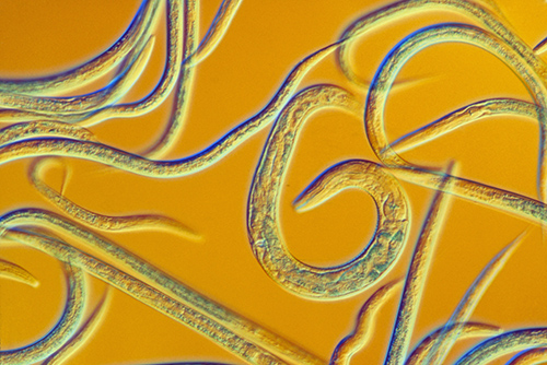 The roundworm, a key player in brain science